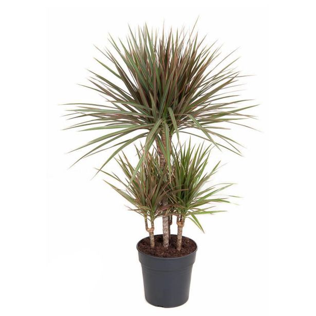 ZMAJEVKA BICOLOR VEČSTEBELNA L21 CM