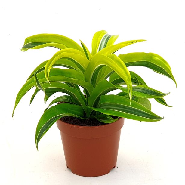 ZMAJEVKA COMP. LEMON L12