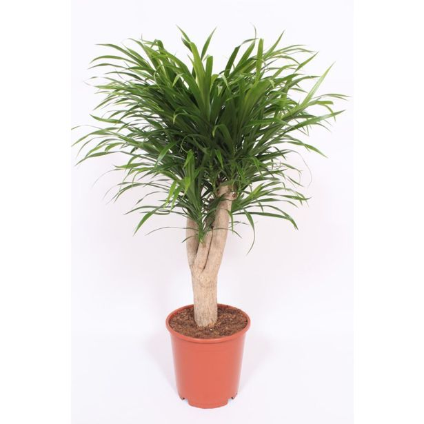 ZMAJEVKA DRACENA ANITA L24