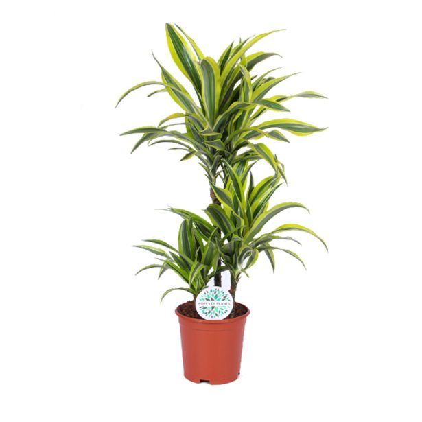 ZMAJEVKA DRACENA LEMON LIME L21