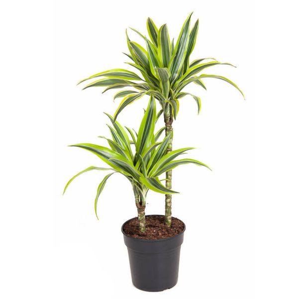 ZMAJEVKA LEMON LIME 2ST L19 CM