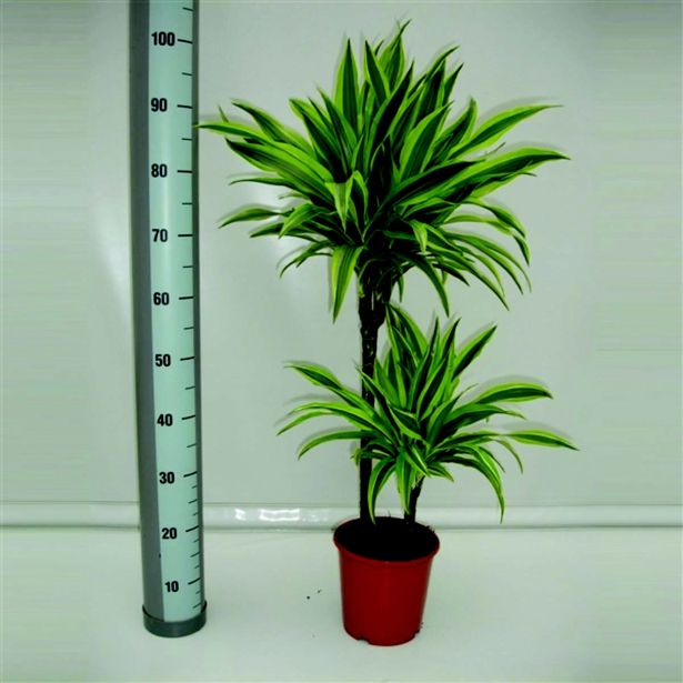 ZMAJEVKA LEMON LIME L19