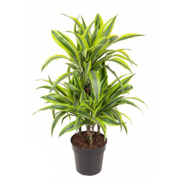 ZMAJEVKA LEMON LIME VEČSTEBELNA L21 CM