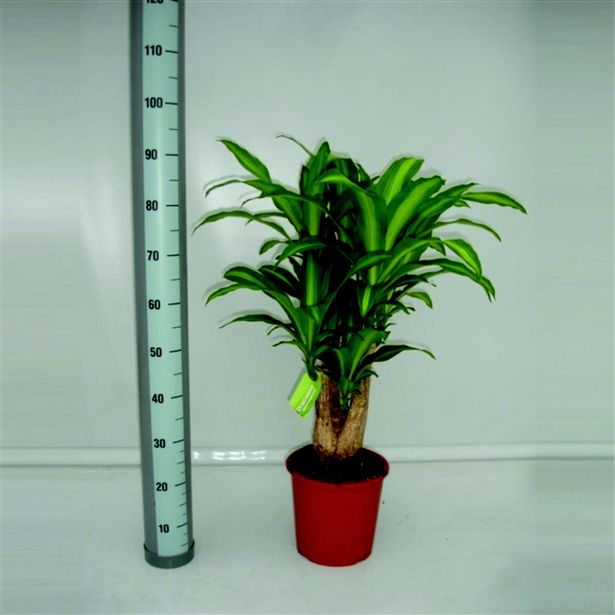 ZMAJEVKA MASSANGEANA L27