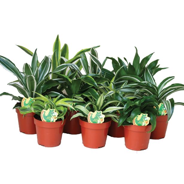 ZMAJEVKA MINI MIX L12