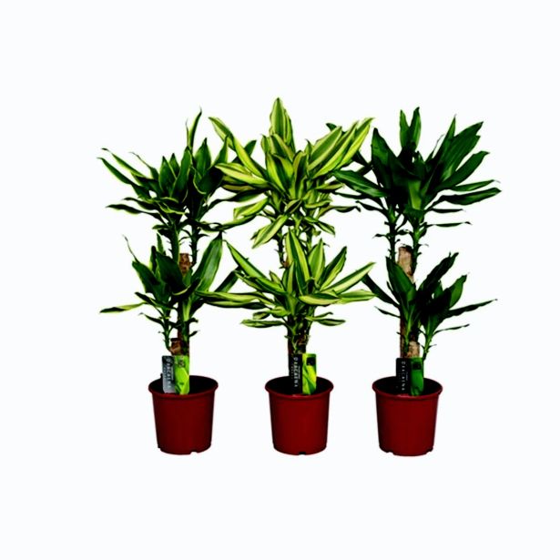 ZMAJEVKA MIX 3 SORT L17