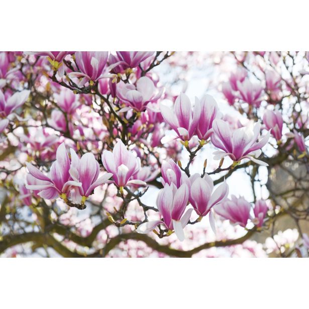 GRM ZVEZDASTA MAGNOLIJA