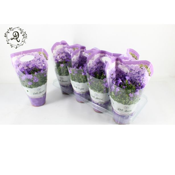 ZVONČNICA DARK TAKE PURPLE L12