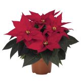 BOŽIČNA ZVEZDA 10 CM