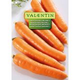 KORENOVKA VALENTIN 189 KORENČEK NANTAISE AMELIOREE 2