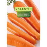 KORENOVKA VALENTIN 192 KORENČEK LANGE ROTE STUMPFE OHNE