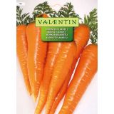 KORENOVKA VALENTIN 198 KORENČEK FLAKKEE 2