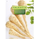 KORENOVKA VALENTIN 272 PASTINAK DOLGI BELI GLADKI