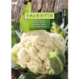 KAPUSNICA VALENTIN 3 CVETAČA ERFURT