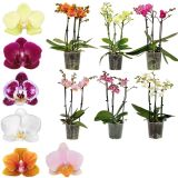 ORHIDEJA 3-STEBELNA MIX L12