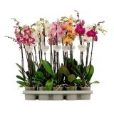 ORHIDEJA 3-STEBELNA MIX L12