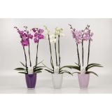 ORHIDEJA 3-STEBELNA MIX L12