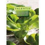 LISTNA ZELENJAVA VALENTIN 458 MOTOVILEC VERTE DE CAMBRAI