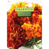 TAGETES VALENTIN 5436 ŽAMETNICA NIZKA MEŠANICA (TAGETES)