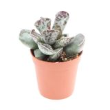 SUKULENT ADROMISKUS COOPERII L5.5