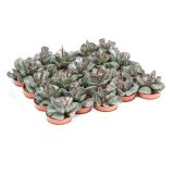 SUKULENT ADROMISKUS COOPERII L5.5