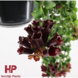 CVETOČA SOBNA RASTLINA AESCHYNANTHUS RASTA L15