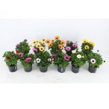 STRUKTURNA CVETOČA RASTL. AFRIŠKE MARJETICE MIX L10