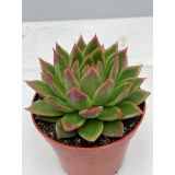 EŠEVERIJA AGAVOIDES L10.5