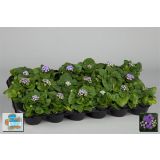 SEZONSKA RASTLINA AGERATUM L9
