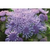 SEZONSKA RASTLINA AGERATUM L9