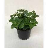 SEZONSKA RASTLINA AGERATUM L9