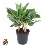 AGLONEMA HORIZON L24 CM