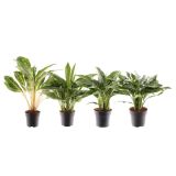 AGLONEMA MIX L17 CM