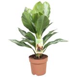 AGLONEMA SILVER BAY L17 CM