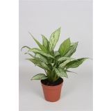 AGLONEMA SILVER QUEEN L12