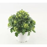 CVETOČA SOBNA RASTLINA AJANIJA PACIFIC WHITE L11