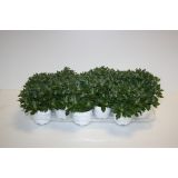 CVETOČA SOBNA RASTLINA AJANIJA PACIFIC WHITE L11