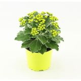 CVETOČA SOBNA RASTLINA AJANIJA SILVER AND GOLD L11