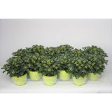 CVETOČA SOBNA RASTLINA AJANIJA SILVER AND GOLD L11