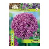 POMLADI CVETOČA ČEBULICA HOLLAND BULB MARKET ALLIUM GLOBEMASTER 18/20 1 KOS