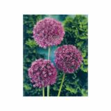 ALIUM HOLLAND BULB MARKET PURPLE SENS. 12/14 5KOS