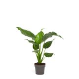 ALOKAZIJA CUCULATA L 14