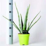 ALOJA L12 ZDRAVILNA RASTLINA