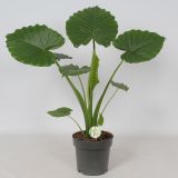 ALOKAZIJA GAGEANA CALIFORNIA L21