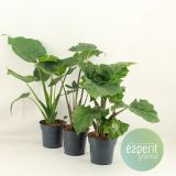 ALOKAZIJA MIX L17 CM