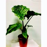 ALOKAZIJA PORTODORA L17