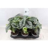 ALOKAZIJA SILVER DRAGON L11