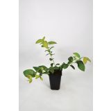 AMERIŠKA BOROVNICA BIO ELISABETH L15