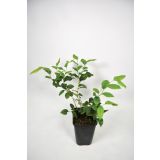 AMERIŠKA BOROVNICA BLUE CROP L15