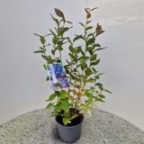 AMERIŠKA BOROVNICA BLUECROP L19 CM